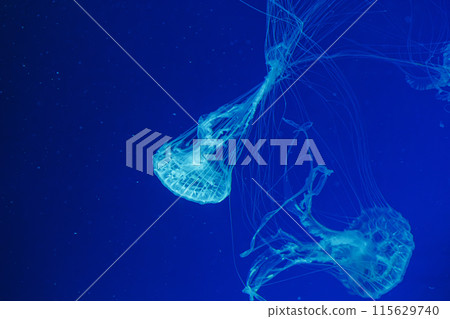 underwater shot of beautiful Chrysaora quinquecirha 115629740