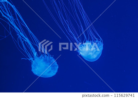 underwater shot of beautiful Chrysaora quinquecirha underwater shot of beautiful Chrysaora quinquecirha 115629741