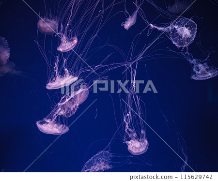 underwater shooting of beautiful Chrysaora lactea 115629742