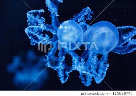 underwater shot of beautiful Marbled Jellyfish / Lychnorhiza Lucerna 115629743