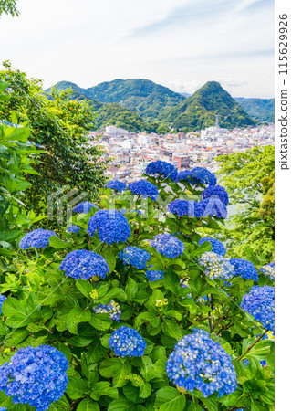 Hydrangeas at Shimoda Park, Shimoda City, Shizuoka Prefecture 115629926
