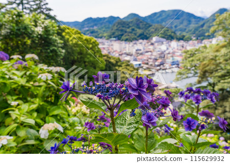 Hydrangeas at Shimoda Park, Shimoda City, Shizuoka Prefecture Hydrangeas at Shimoda Park, Shimoda City, Shizuoka Prefecture 115629932