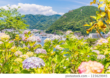 Hydrangeas at Shimoda Park, Shimoda City, Shizuoka Prefecture 115629945