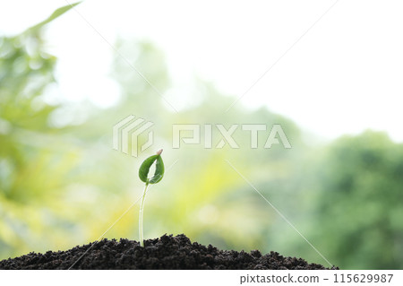 Growing sapping plant at day light Growing sapping plant at day light 115629987