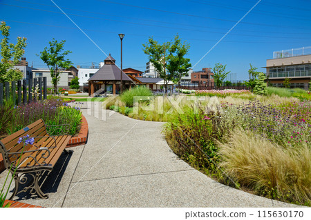 Cleveland Sage Ornamental Grass Garden Miyamae Park 115630170