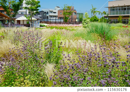 Cleveland Sage Ornamental Grass Garden Miyamae Park Cleveland Sage Ornamental Grass Garden Miyamae Park 115630176