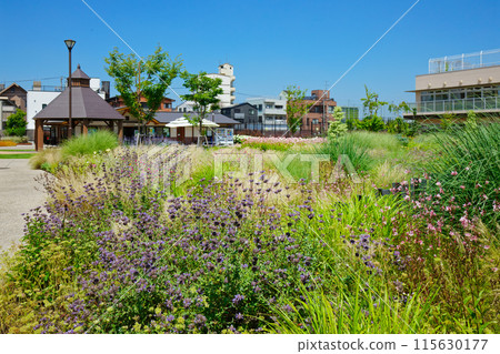 Cleveland Sage Ornamental Grass Garden Miyamae Park Cleveland Sage Ornamental Grass Garden Miyamae Park 115630177