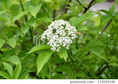 Elder Elder 115630196
