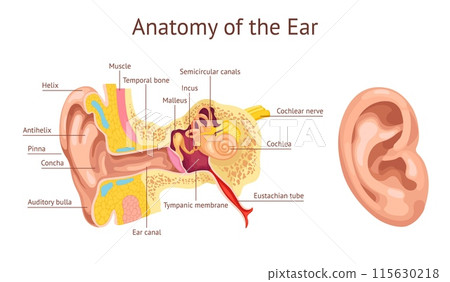 Ear cochlea. Ears anatomy diagram, human auditory system inner organ hear structure stapes vestibular auditory nerve tympanic membrane medical chart, ingenious vector illustration 115630218