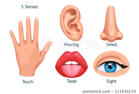 Cartoon sense organs. Five senses and sensation human sensory organ, taste smell hearing touch vision mouth tongue ear nose eye hand, 5 sens 115630219