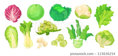Different cabbages. Cartoon cabbage types, cauliflower cruciferous broccoli green lettuce kale chinese napa kohlrabi variety veggies vegetable for salad, neat vector illustration 115630254