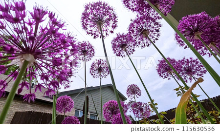 A stunning close-up view of vibrant purple Allium flowers in full bloom within a garden bed. The lush green lawn and a wooden fence provide a beautiful backdrop, highlighting the flowers rich color 115630536