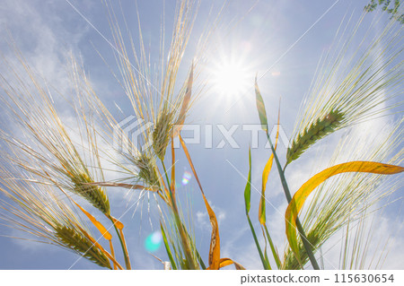Ears of wheat on blue sky background with sun rays. Wheat field, bottom view. Summer scenic landscape. Peace concept. Agriculture in Ukraine. Summertime harvest. Rye straw on sun background. 115630654