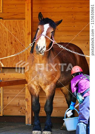 Draft horse (Obihiro Zoo) 115630661