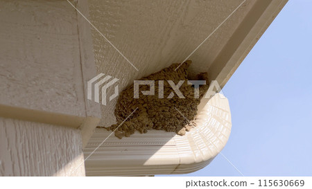 Close-up view of a bird nest tucked under the roof of a suburban house, captured against a clear blue sky. The nest is situated near the house gutter system, highlighting a common nesting spot for Close-up view of a bird nest tucked under the roof of a suburban house, captured against a clear blue sky. The nest is situated near the house gutter system, highlighting a common nesting spot for 115630669