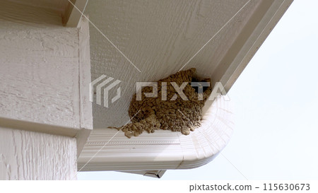 Close-up view of a bird nest tucked under the roof of a suburban house, captured against a clear blue sky. The nest is situated near the house gutter system, highlighting a common nesting spot for 115630673