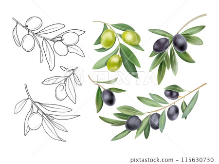 Olive leaves. Roman branch leaf. Green laurel watercolor divider or flower border. Greek Mediterranean logo. Natural sprigs with berries. Plant sketch elements set. Vector botanical clipart 115630730
