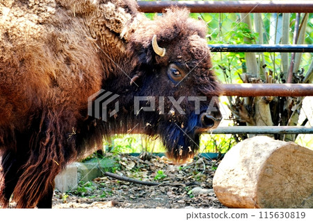 American Bison (Obihiro Zoo) 115630819
