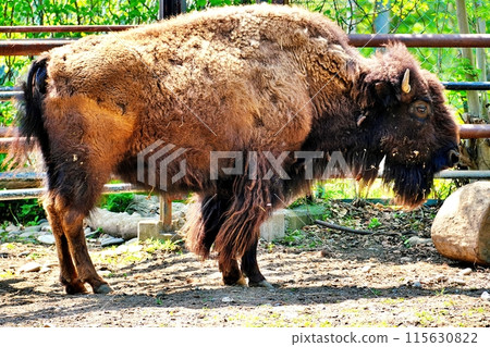 American Bison (Obihiro Zoo) 115630822