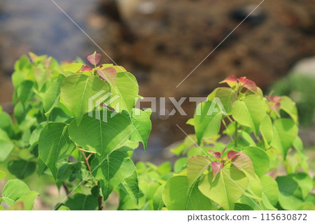 溪邊似乎盛開的灌木 115630872