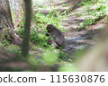 Wild monkey weeding 115630876