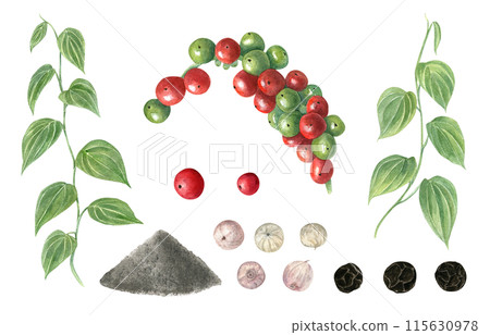 Variety of peppercorns and plants with green leaves. Black pepper at different stages of ripening and production. Multicolored peppercorns. Pile of ground. Fresh, dried pepper. Watercolor illustration 115630978
