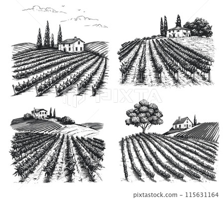 Vineyard landscapes sketch set. Hand drawn vintage rural grape plants vine field plantation and winery house vector illustration 115631164