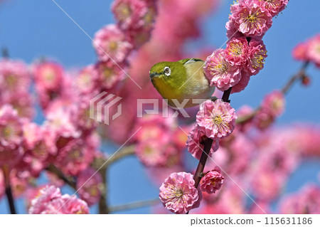 A white-eye has arrived to the red plum blossoms in full bloom (spring image) (heartwarming image) 115631186