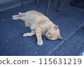 Sleeping cat 115631219