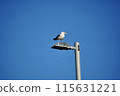 Seagulls stuck on street lamps 115631221