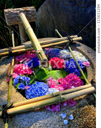Colorful hydrangeas in a water basin Colorful hydrangeas in a water basin 115631294
