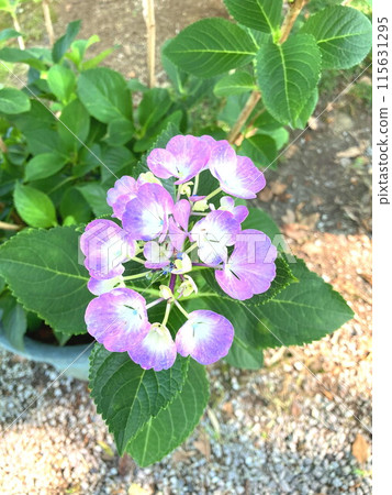 Ball-shaped hydrangea with purple decorative flowers 115631295