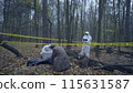 Skilled detective examining the victim of a brutal murder in the forest, surrounded by yellow crime scene tape 115631587
