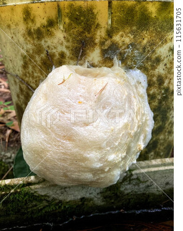 I saw a mass of eggs from the Japanese green tree frog again this year. I saw a mass of eggs from the Japanese green tree frog again this year. 115631705