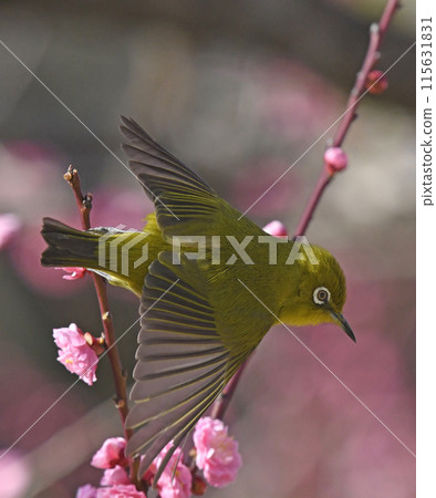 盛開的紅梅花中突然出現一隻白眼鳥（春天的圖片） 115631831