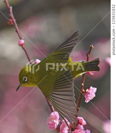 盛開的紅梅花中突然出現一隻白眼鳥(春天的圖片) 盛開的紅梅花中突然出現一隻白眼鳥(春天的圖片) 115631832