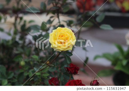 Beautiful yellow rose on the garden Beautiful yellow rose on the garden 115631947