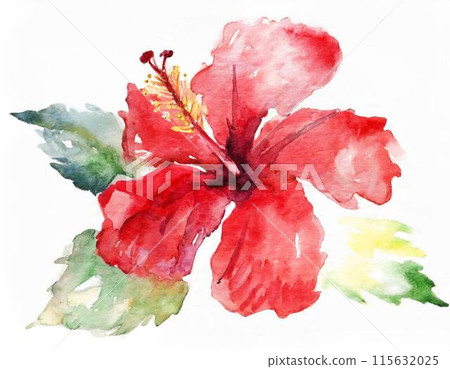 Hibiscus Hibiscus 115632025