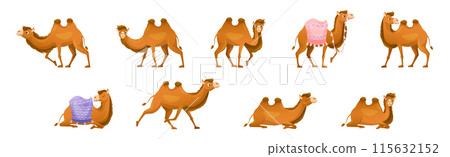 Brown Camel as Even-toed Ungulate Desert Animal in Different Pose Vector Set 115632152