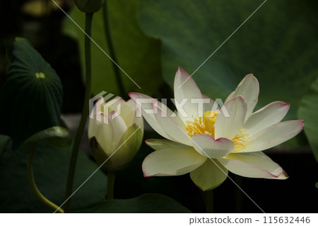 White Lotus Flower White Lotus Flower 115632446