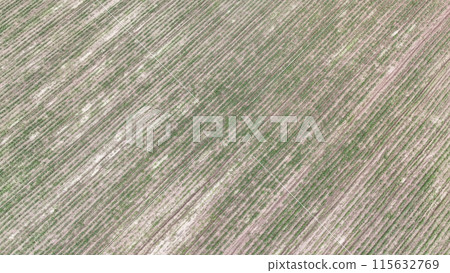 Agricultural Fileds aerial view Thailand countryside Agricultural Fileds aerial view Thailand countryside 115632769