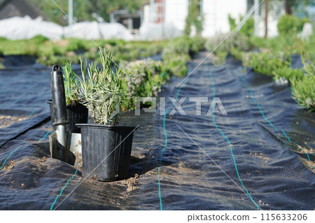 Floral composition of field of lavender with agrofabric. Lavender seedling in a pot from a plant nursery. Floral composition of field of lavender with agrofabric. Lavender seedling in a pot from a plant nursery. 115633206