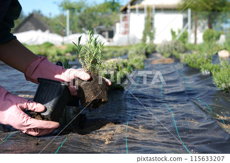 Floral composition. Planting lavender in the fild of woman in gloves. Lavender seedling in a pot from a plant nursery. Floral composition. Planting lavender in the fild of woman in gloves. Lavender seedling in a pot from a plant nursery. 115633207