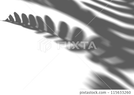Shadow from fern plant, leaves, overlay effect. Realistic gray shadow on white background. Applicable for product presentation, photos, backdrop. Sun light. 3D render. Shadow from fern plant, leaves, overlay effect. Realistic gray shadow on white background. Applicable for product presentation, photos, backdrop. Sun light. 3D render. 115633260
