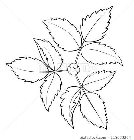 Monochrome Linear Drawing of a Bush with Leaves Monochrome Linear Drawing of a Bush with Leaves 115633264