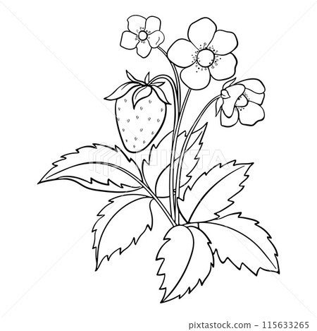 Linear Drawing of Strawberry Bush with Berries and Flowers 115633265