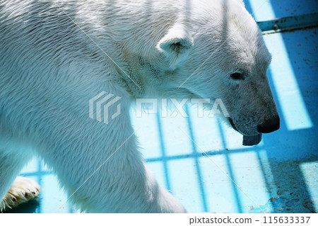 帶廣動物園北極熊館場景 帶廣動物園北極熊館場景 115633337