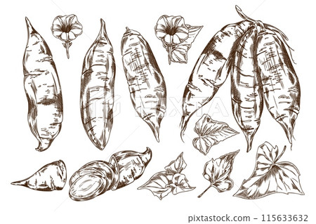 A black-and-white hand-drawn drawing depicts sweet potatoes among delicate flowers and leaves and sliced vegetables A black-and-white hand-drawn drawing depicts sweet potatoes among delicate flowers and leaves and sliced vegetables 115633632