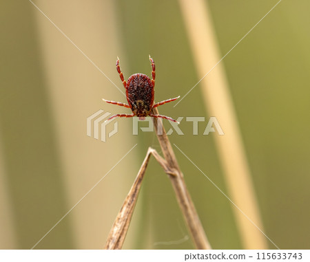 Lone tick climbing on grass blade 115633743