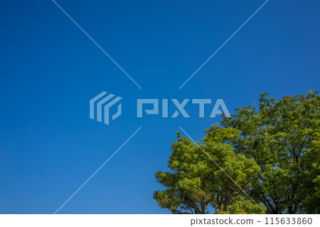 Blue sky and green trees Blue sky and green trees 115633860